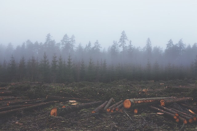 deforestacion deforestacion