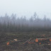 Deforestación: Destrucción de la masa Forestal