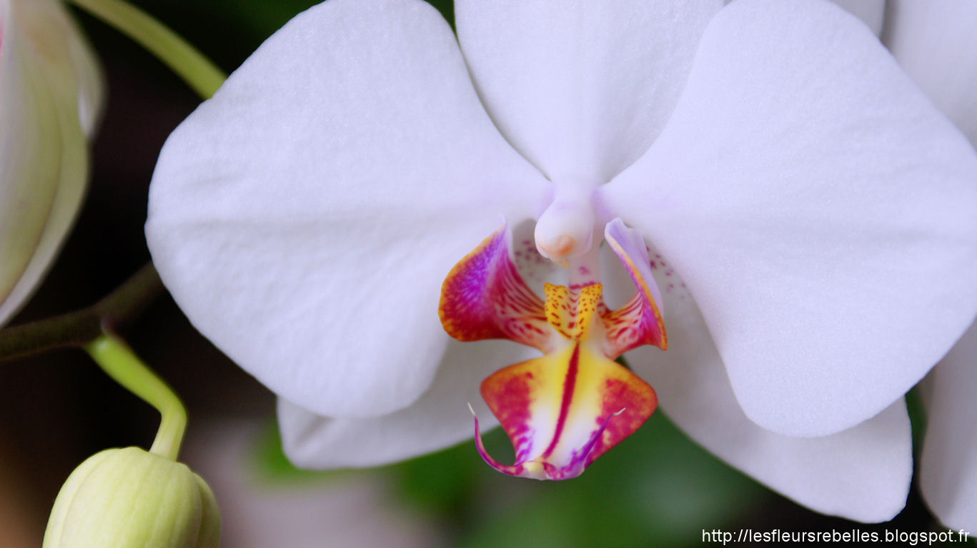 Fleurs orchidée Phalaenopsis