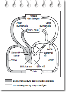 Fungsi bilik kanan