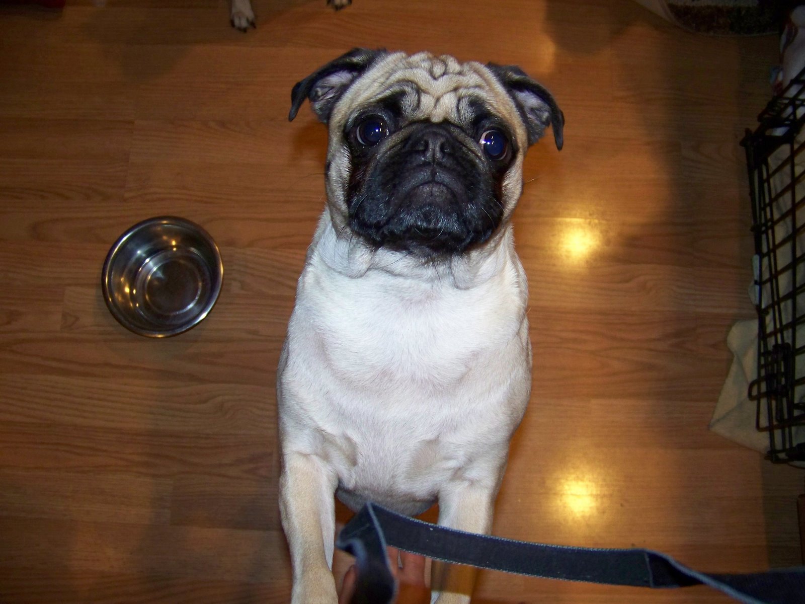 Pug Possessed: 2013 - Last of the Grumbles Birthdays