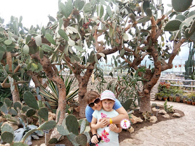 Огромные деревья кактусы в Болгарии