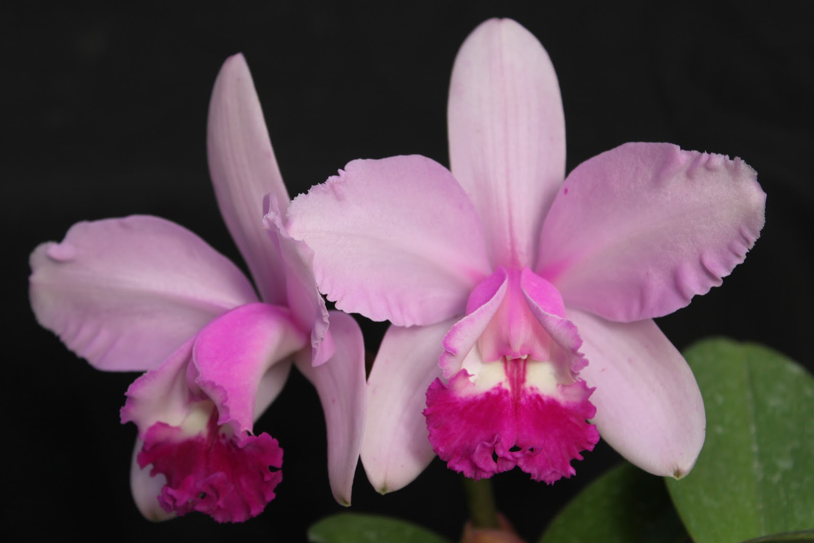 Cattleya Intermedia c.intermedia tipo Rodrigo L. Pasa