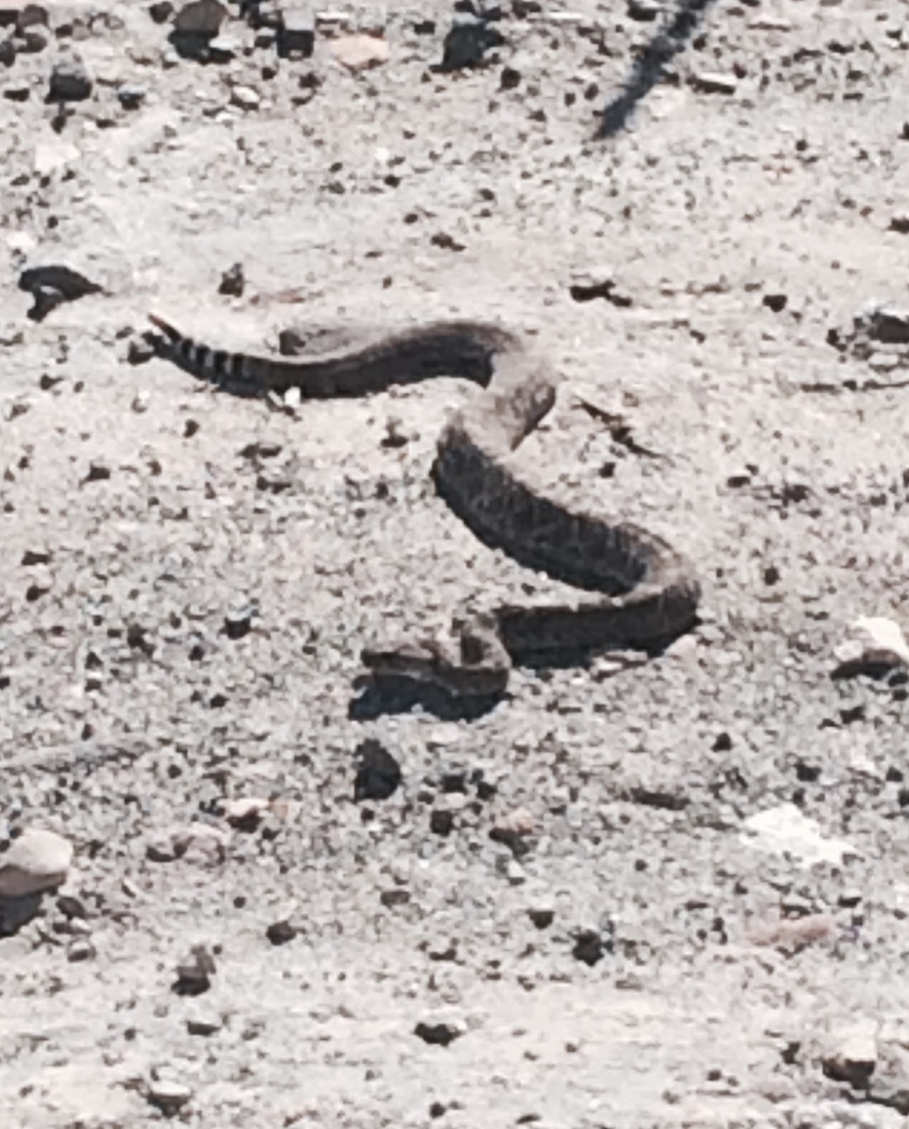 Snake Aversion Training For Dogs In Jacksonville Fl Snake Aversion Training For Dogs In Jacksonville Fl