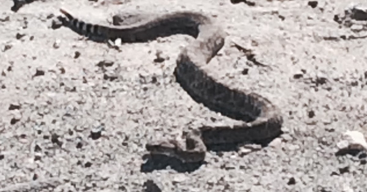 Snake Aversion Training For Dogs In Jacksonville Fl Snake Aversion Training For Dogs In Jacksonville Fl