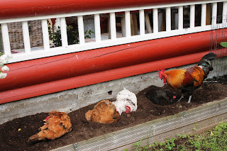 Lesbo ja suora suku puoli