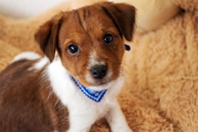 Hybrid Dog Isn T That Just Another Word For Mutt Hybrid Dog Isn T That Just Another Word For Mutt
