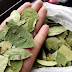 Proyectan fabricar pintura y refrescos con extracto de hoja de coca