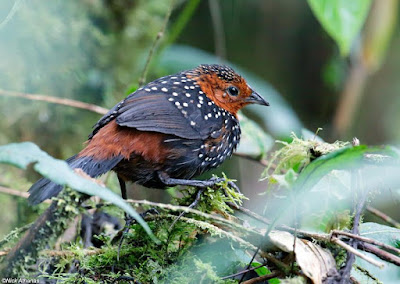 Ocellated Tapaculo