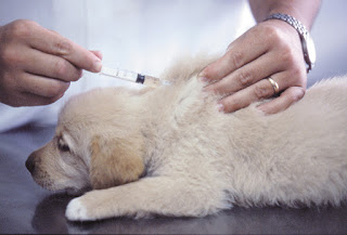 cachorro vacunado vacunando a un cachorro golden retriver