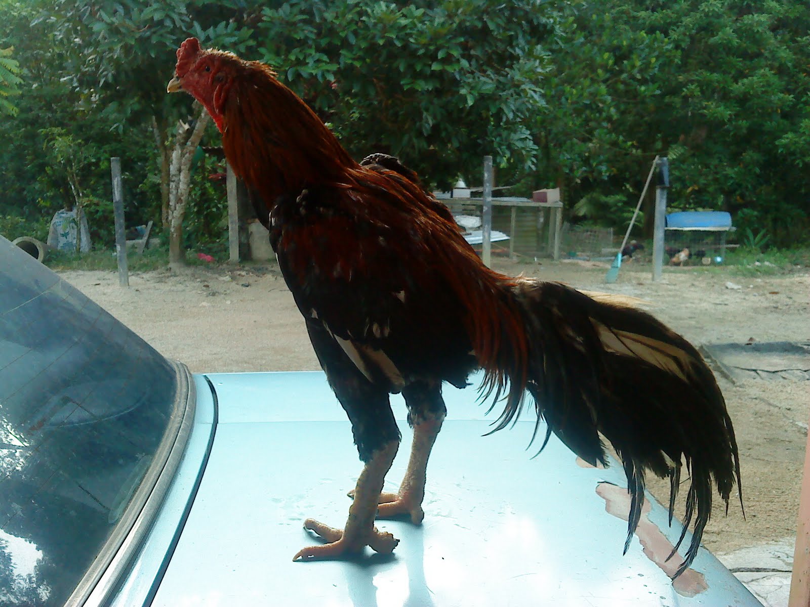 ayam%2B001.JPG