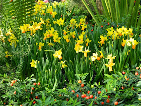 Allan Gardens Conservatory Spring Flower Show 2014 daffodils by garden muses-not another Toronto gardening blog