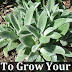 How To Grow Your Own Antibacterial Bandages for Free