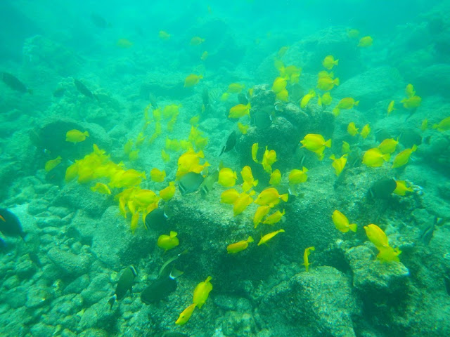 Blog Apaixonados por Viagens - Havaí / Hawaii , por Fernanda Magalhães