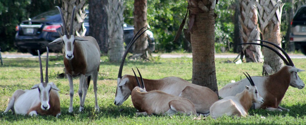 Antílopes en el Lion Country Safari Antílopes en el Lion Country Safari