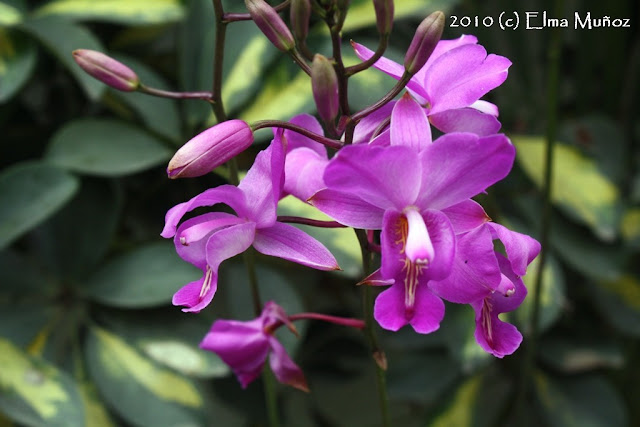 Bletia catenulata. Foto de orquidea
