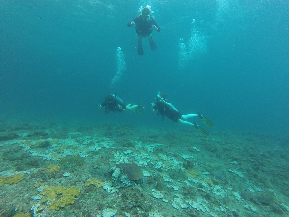 Newsletter Promotora Neptuno Diving in Colombia