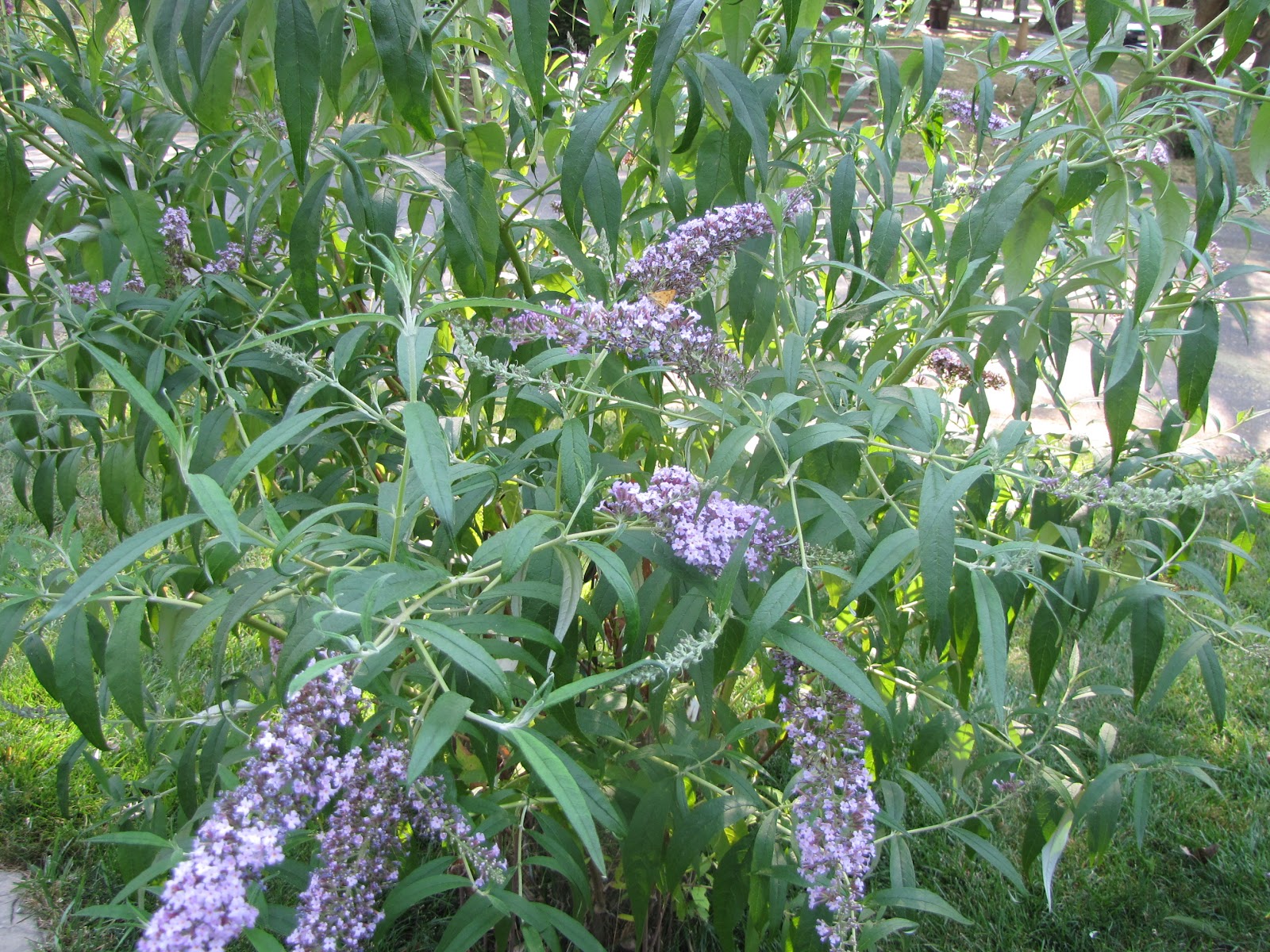 A Corner Garden How I Deadhead Butterfly Bushes