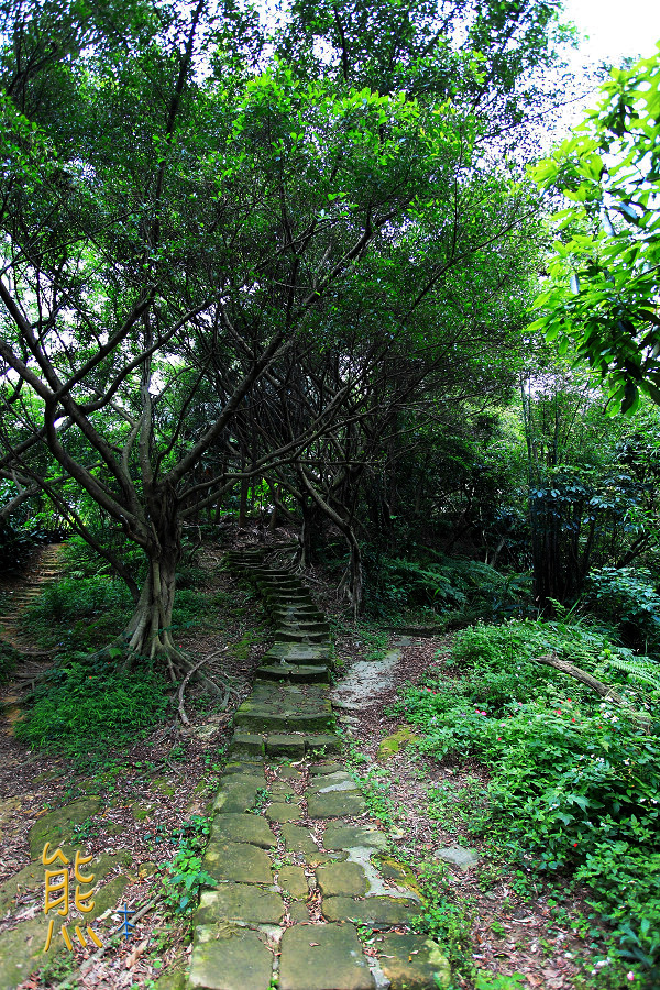 虎山親山步道|龍山宮|四獸山