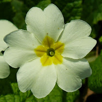 http://wild-flowers-of-europe.blogspot.nl/2015/03/primula-vulgaris.html