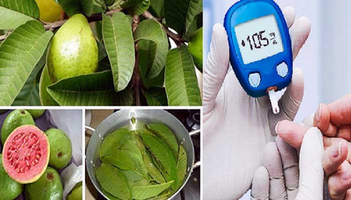 Diabetes will be under control when playing guava leaves পেয়ারা পাতা খেলেই ডায়াবেটিস নিয়ন্ত্রণে থাকবে