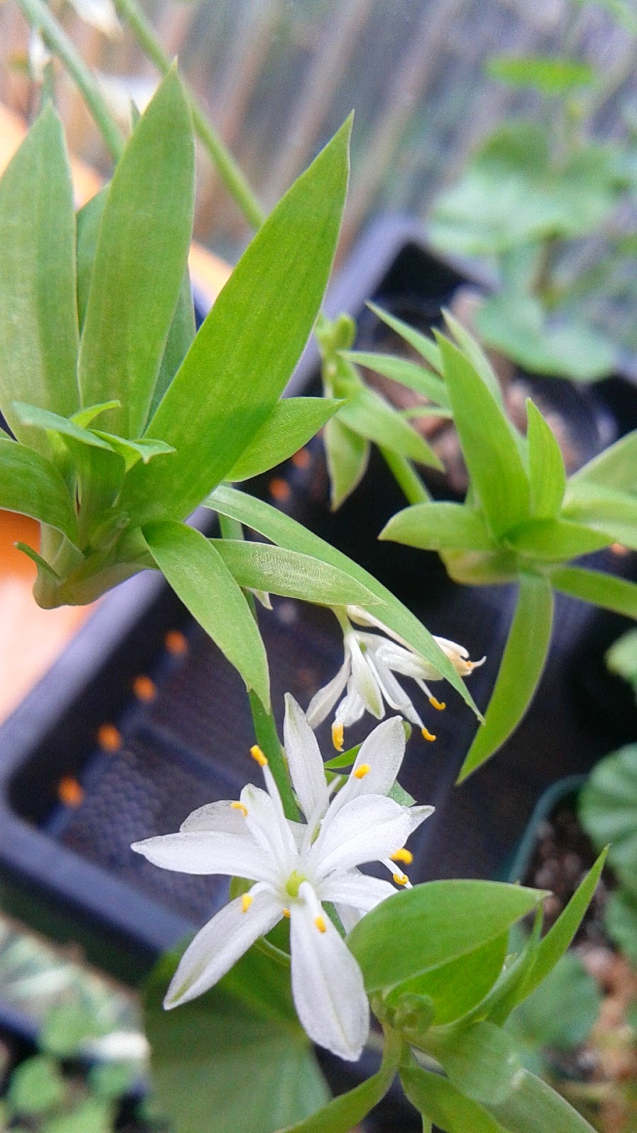 陽だまり屋の徒然植物日記 観葉植物オリヅルランについて No 14