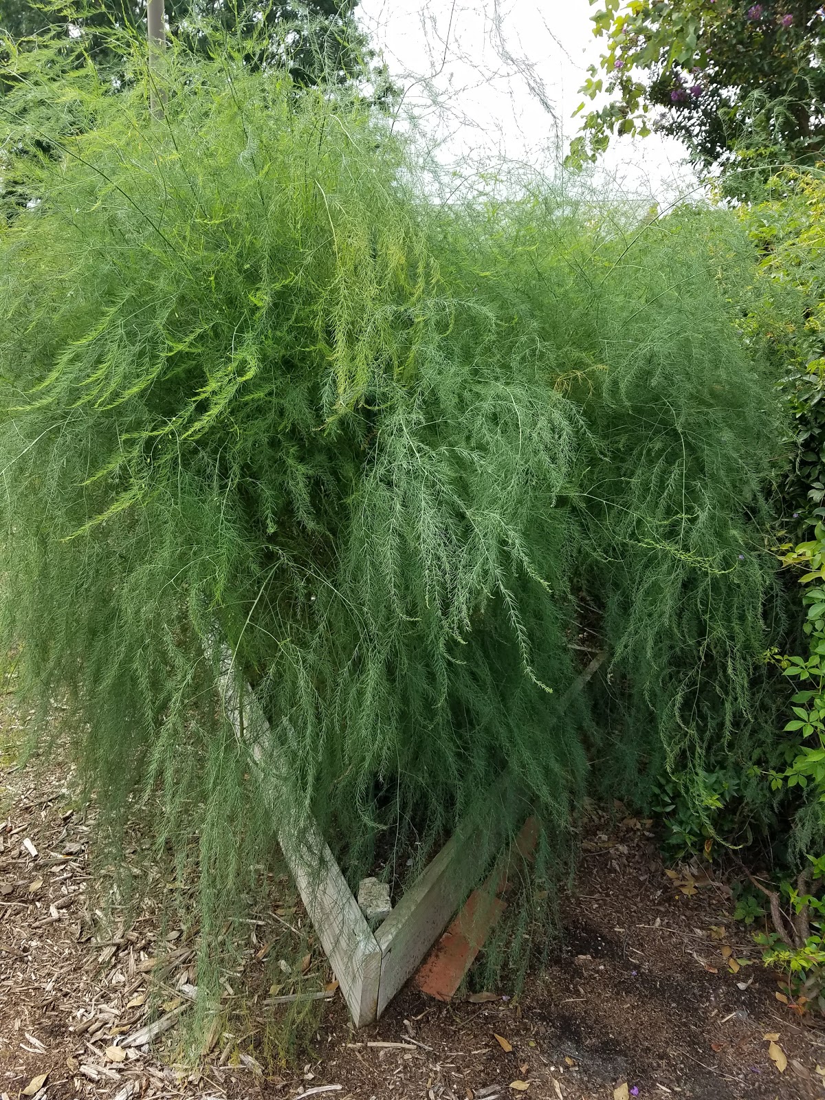 to the Pitt County Arboretum ASPARAGUS A Perennial Vegetable