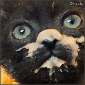 Hilarious Kitten GIF • Check out the messiest kitty ever, eating like a little pig with a white beard, haha! Hilarious Kitten GIF • Check out the messiest kitty ever, eating like a little pig with a white beard, haha!