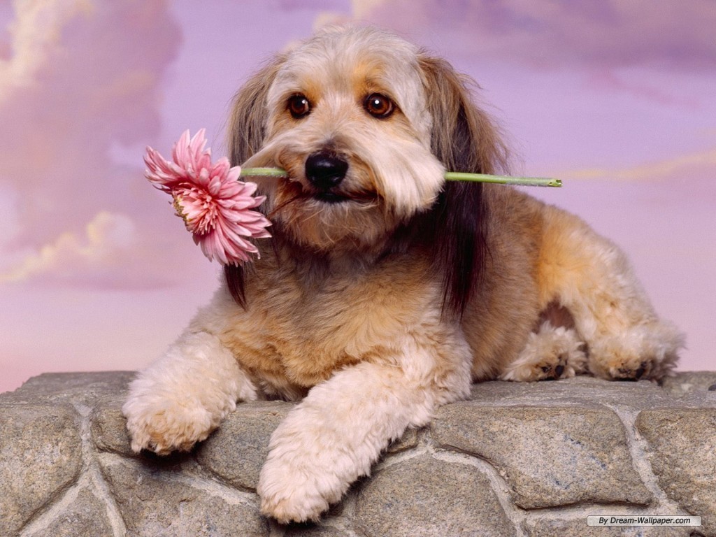 Free Wallpaper Dekstop: Dogs wallpaper, dog wallpaper