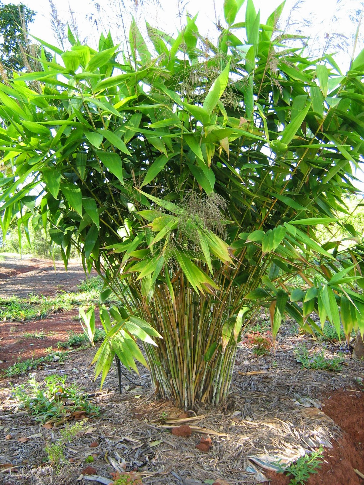 HeyPlantMan! Exotic Tropical Plants from St. Pete FL Summertime Plant Man