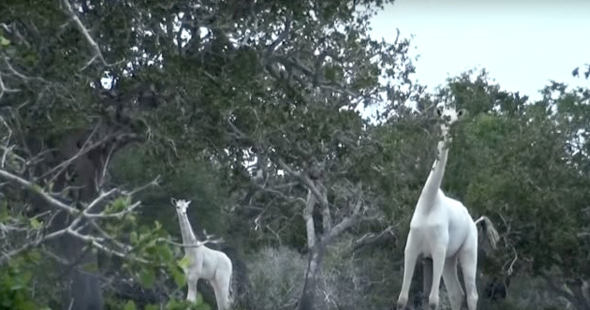 Rare White Giraffes Captured On Camera For The First Time Ever Rare White Giraffes Captured On Camera For The First Time Ever