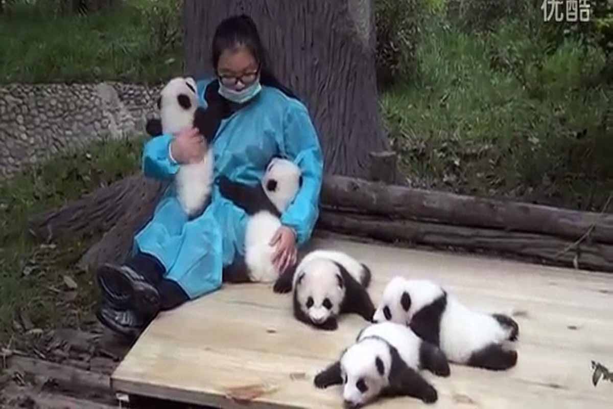 Someone Is Going To Get Paid $32,000 A Year To Hug Baby Pandas And It Could Be You Someone Is Going To Get Paid $32,000 A Year To Hug Baby Pandas And It Could Be You