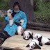 Someone Is Going To Get Paid $32,000 A Year To Hug Baby Pandas And It Could Be You