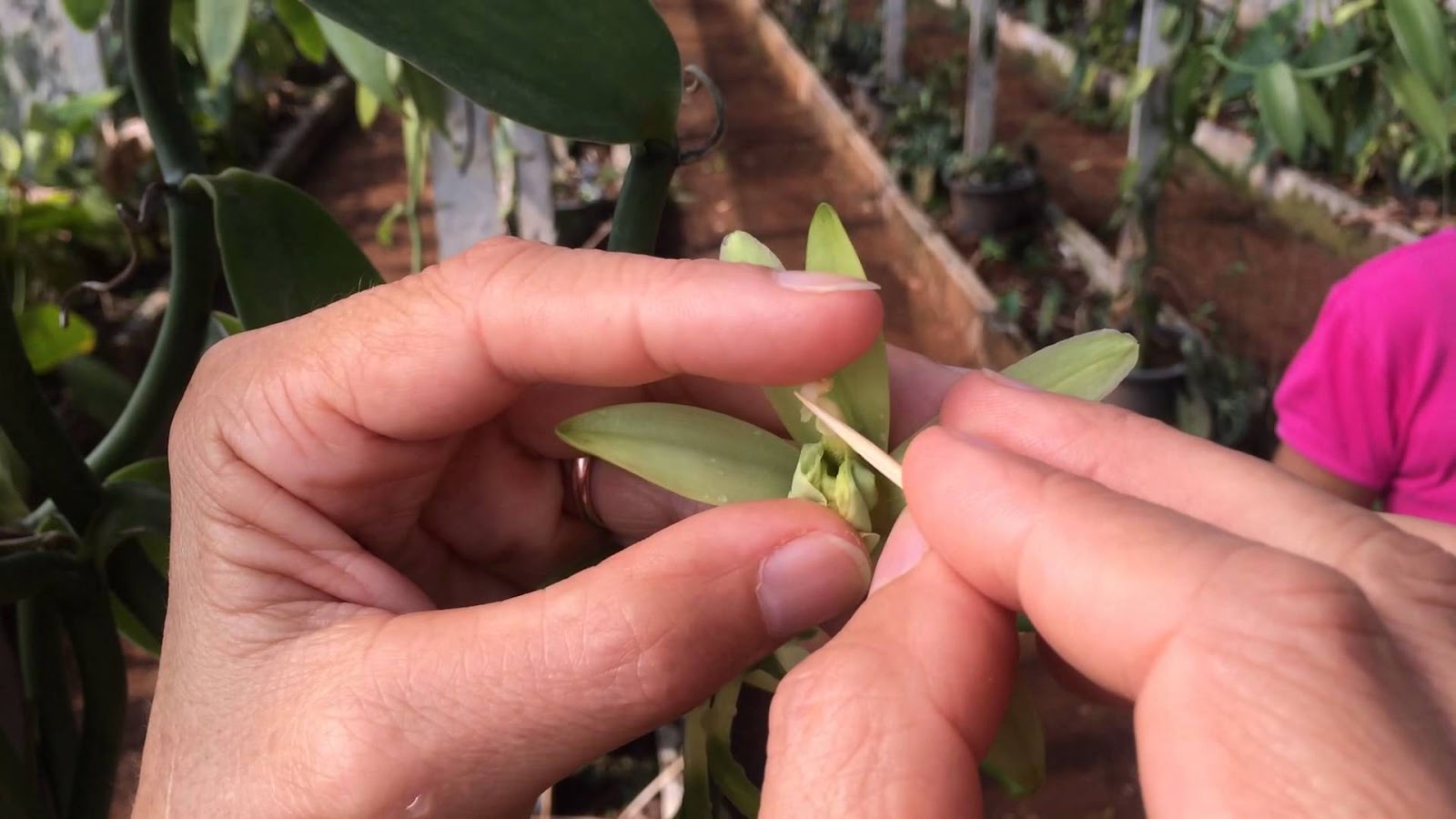 Pras Academy Smp Macam Macam Perantara Penyerbukan Dan Fertilisasi Pada Tumbuhan