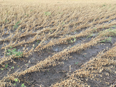 Photo of soybean plants leaning.