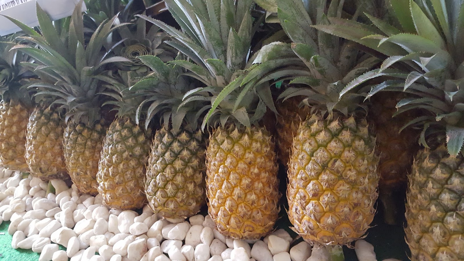 benefits-and-the-risk-of-eating-pineapple-ananas-during-pregnancy