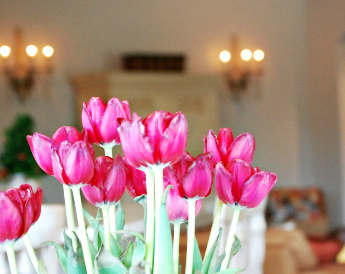 tulips-flower-care-tips-athomewithjemma
