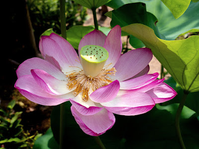 Sacred lotus flower: Kaizo-ji