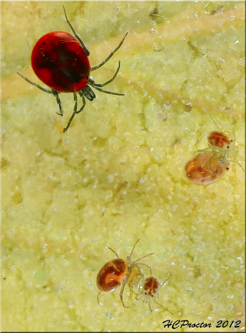 The Home Bug Garden Red Pond Mites An anodyne for a gray day