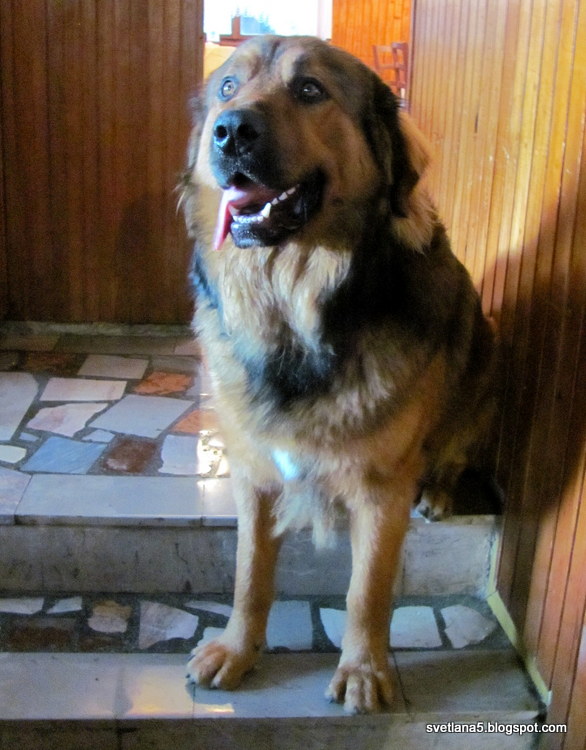 leonberžan pasma