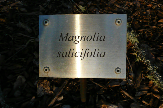 magnolia salicifolia, cedar creek oregon