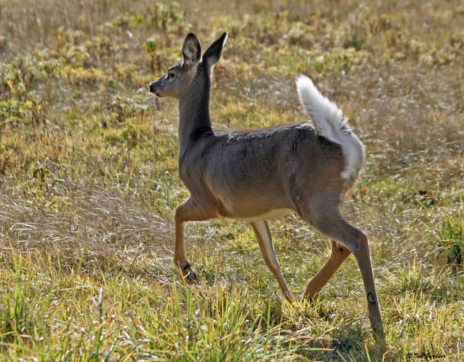 Do All Deer Have Tails T-bone Images: Odocoileus Virginianus