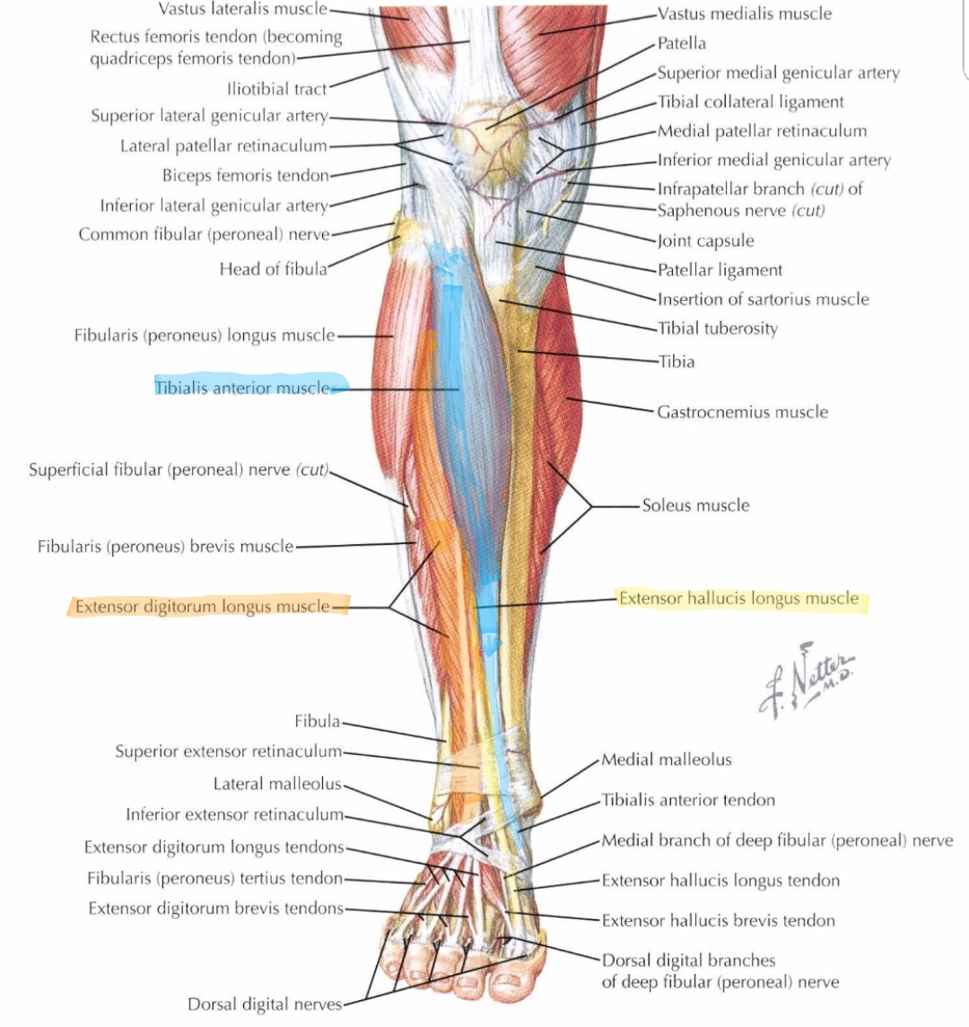 anterior posterior compartments of leg