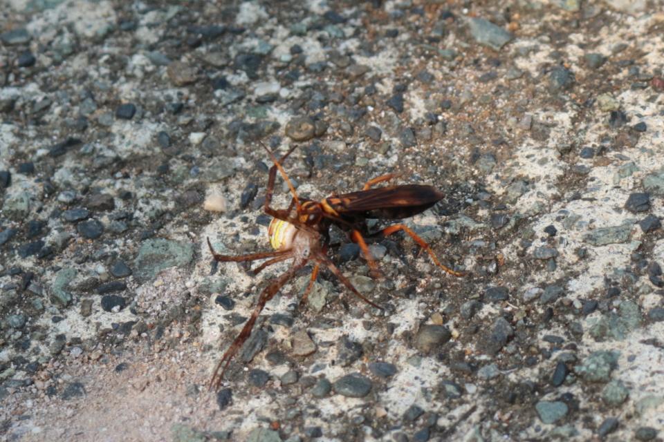 伊豆白浜オリーブ園 狩人蜂