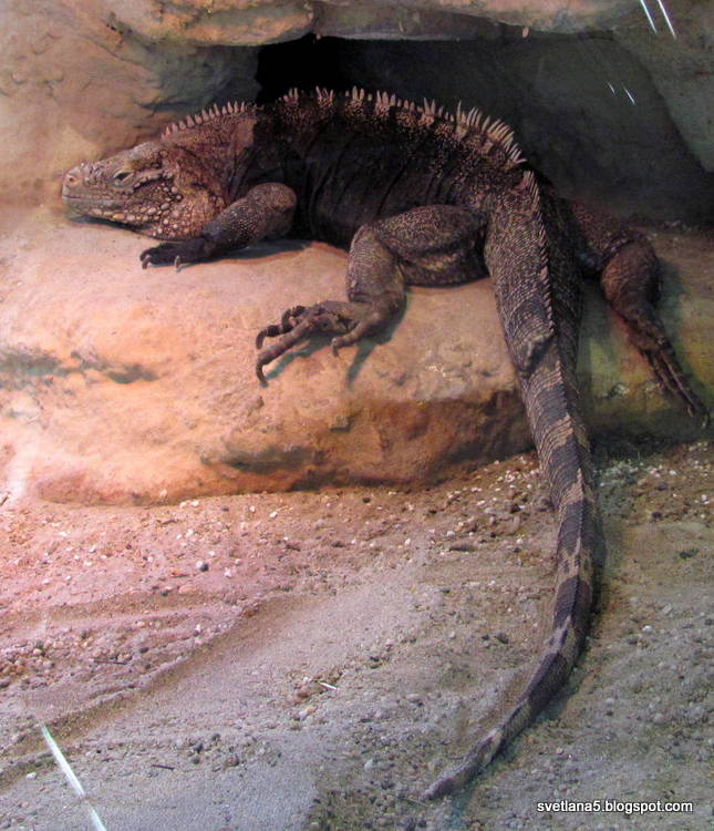 Zoo Zagreb legvan
