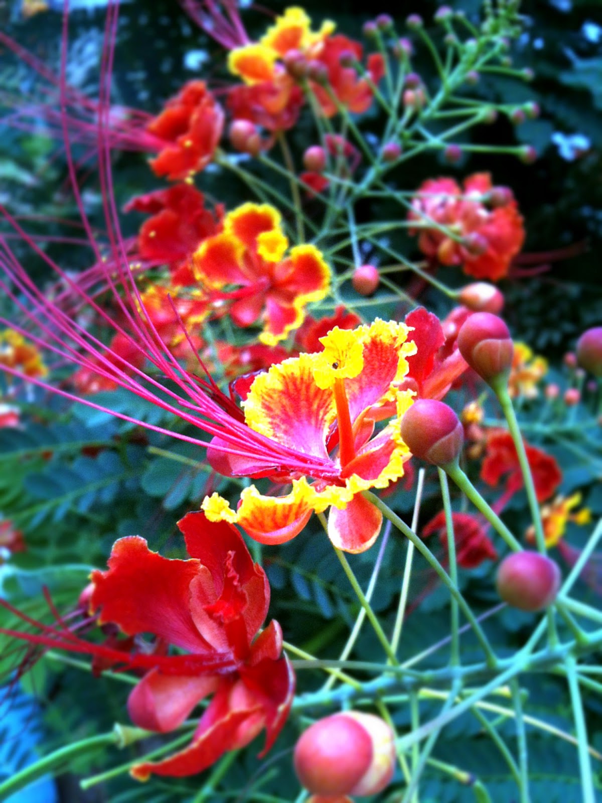PictureImageDuniya Flowers of India Peacock Flower (Caesalpinia