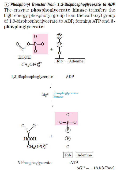 Bioquímica Glucólisis