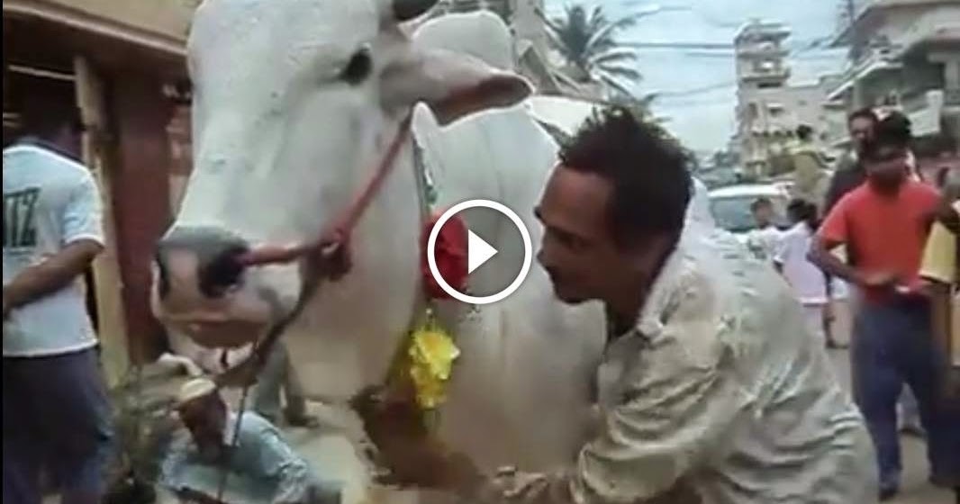 Funny Qurbani Videos 2025