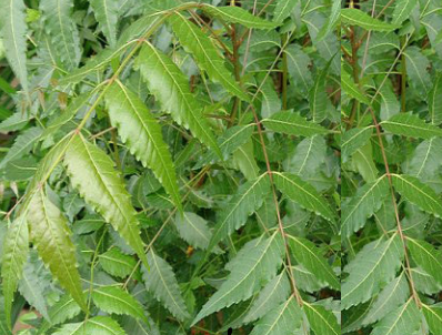 Benefits of Neem for hair, skin and health Prevents aging Benefits of Neem for hair, skin and health Prevents aging