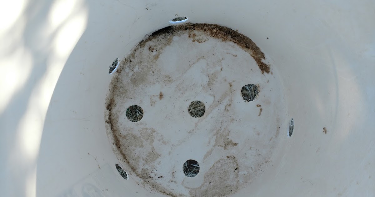 Starting a Bucket garden